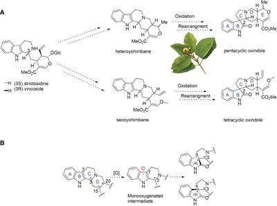 Discovery of a cytochrome P450 enzyme catalyzing the formation of spirooxindole alkaloid scaffold